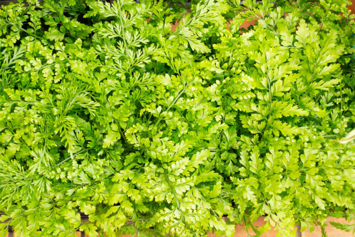 Mauerraute (Ruta graveolens)