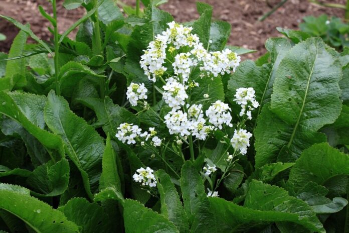 Meerrettich (Armoracia rusticana)