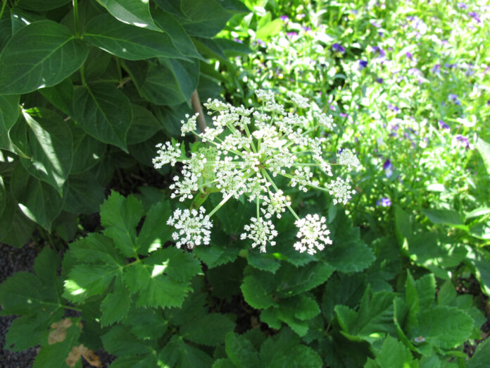 Meisterwurz (Peucedanum ostruthium) Meisterwurz (Peucedanum ostruthium)