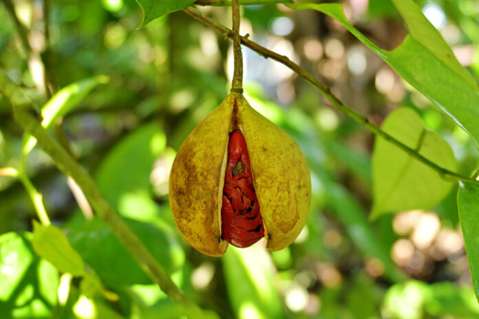 Muskatnuss (Myristica fragrans) Muskatnuss (Myristica fragrans)