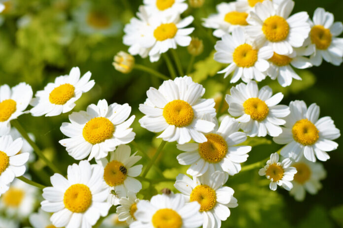 Mutterkraut (Tanacetum parthenium)