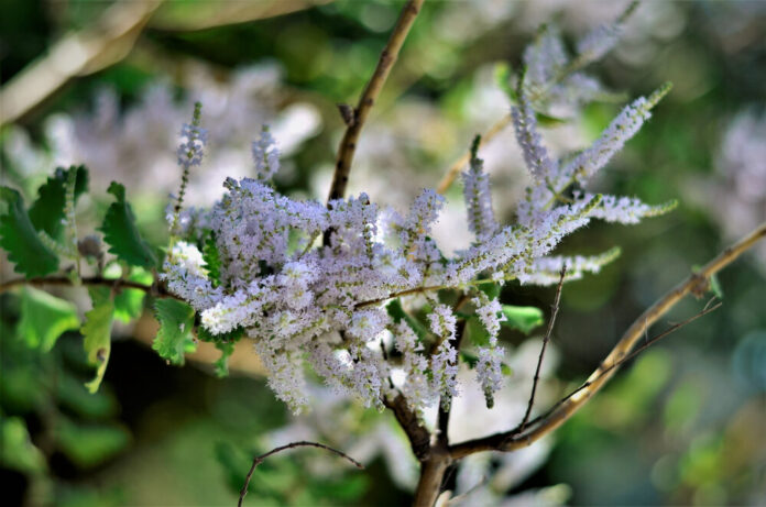 Myrrhe (Commiphora myrrha) Myrrhe (Commiphora myrrha)