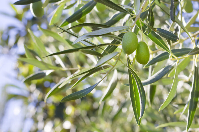 Olive (Olea europaea)
