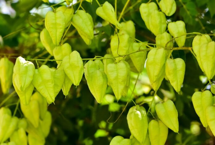 Panamaholz (Quillaja saponaria) Panamaholz (Quillaja saponaria)
