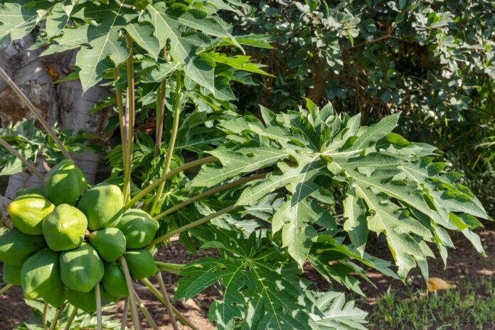 Papaya (Carica papaya) Papaya (Carica papaya)