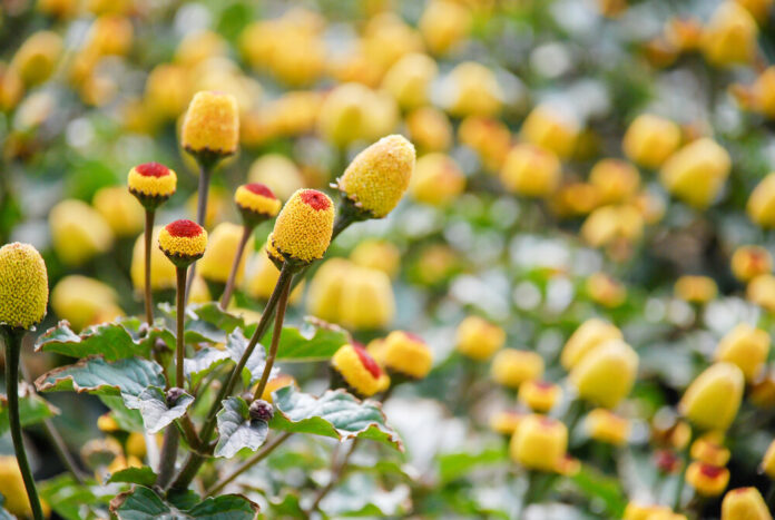 Parakresse (Acmella oleracea)