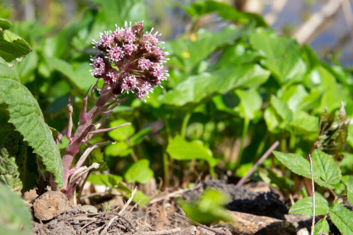 Pestwurz (Petasites hybridus) Pestwurz (Petasites hybridus)