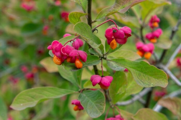 Pfaffenhütchen (Euonymus europaeus) Pfaffenhütchen (Euonymus europaeus)