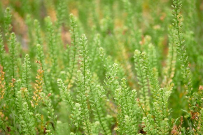 Pfeilkresse (Lepidium spp.)