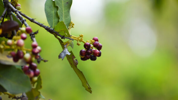 Piment (Pimenta dioica) Piment (Pimenta dioica)