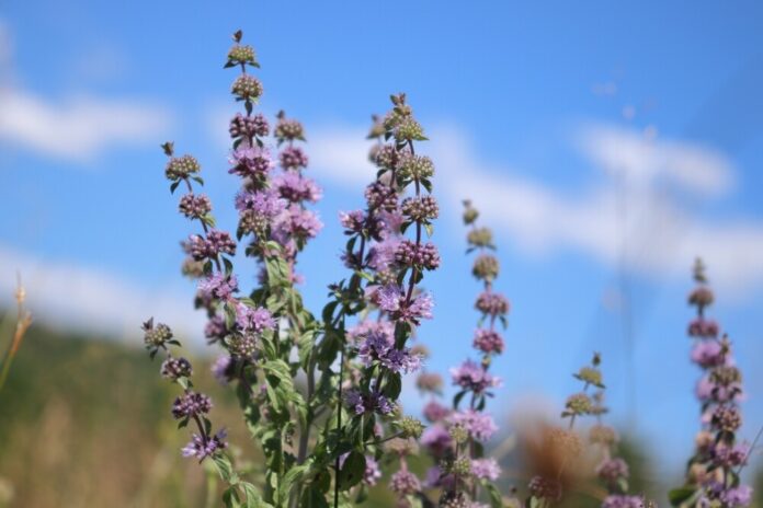Poleiminze (Mentha pulegium)