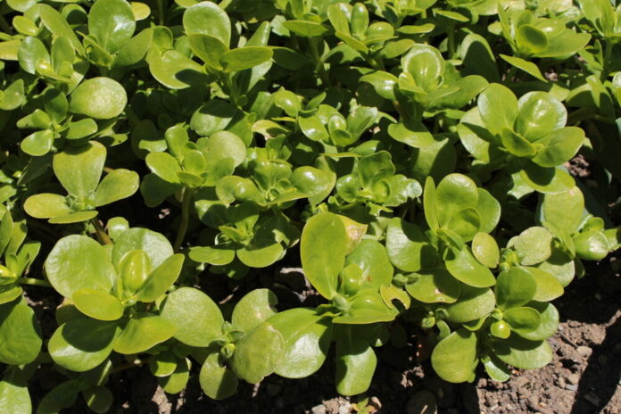 Portulak (Portulaca oleracea) Portulak (Portulaca oleracea)