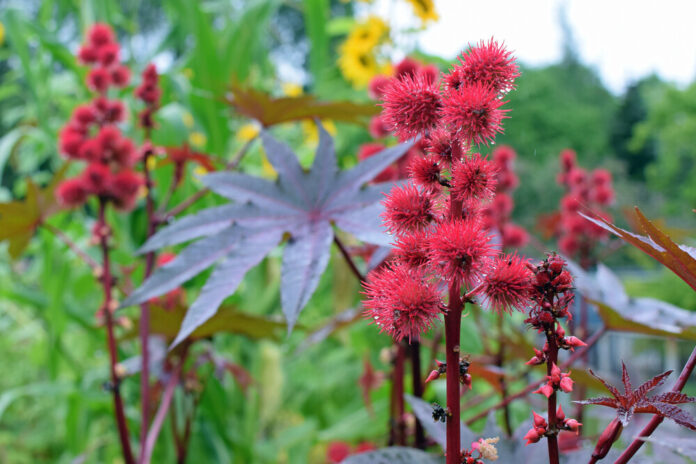 Purgierlein (Ricinus communis)