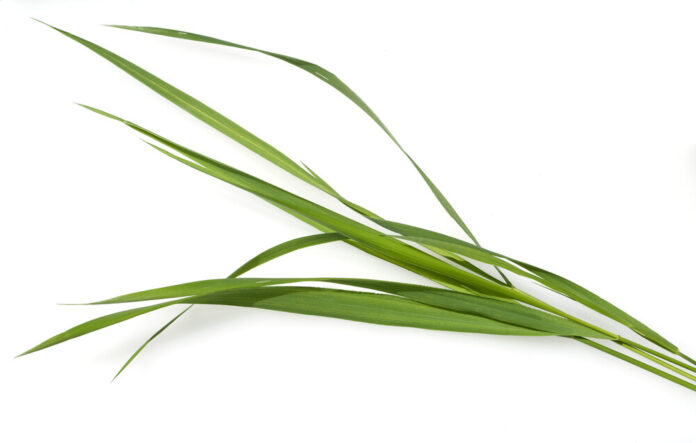Quecke (Elymus repens) Quecke (Elymus repens)