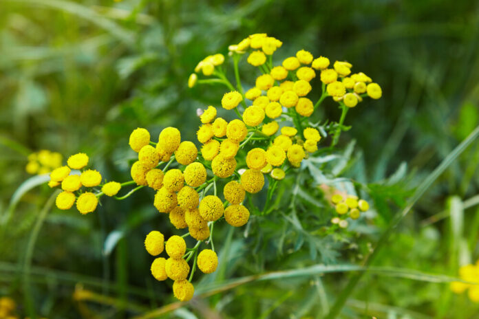 Rainfarn (Tanacetum vulgare)