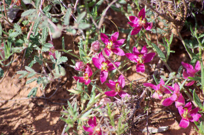 Ratanhia (Krameria spp.) Ratanhia (Krameria spp.)