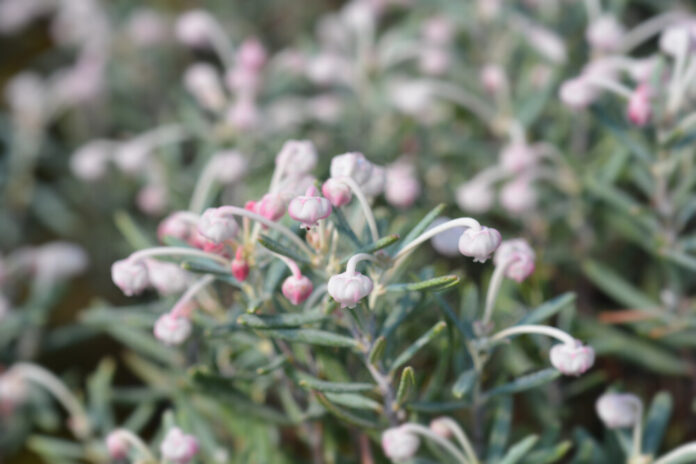 Rauschbeere (Andromeda polifolia) Rauschbeere (Andromeda polifolia)