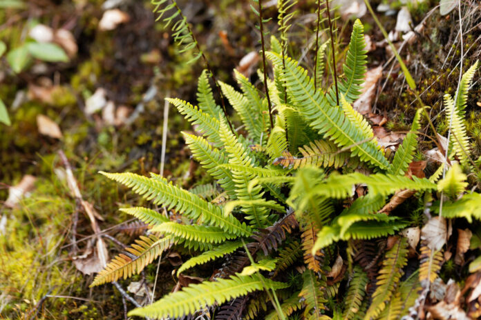 Rippenfarn (Blechnum spicant)