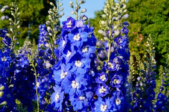 Rittersporn (Delphinium) Rittersporn (Delphinium)