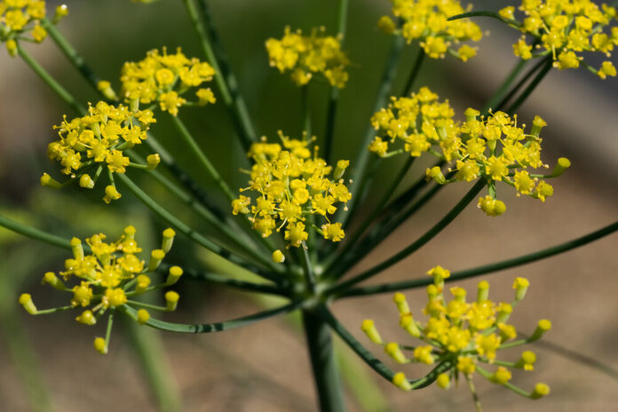 Rossfenchel (Foeniculum vulgare var. dulce) Rossfenchel (Foeniculum vulgare var. dulce)