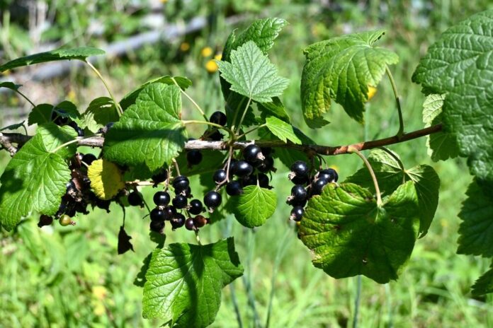 Schwarze Johannisbeere (Ribes nigrum) Schwarze Johannisbeere (Ribes nigrum)