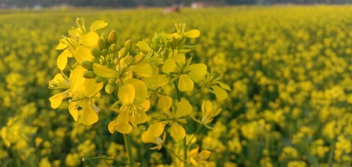 Senf (Brassica)