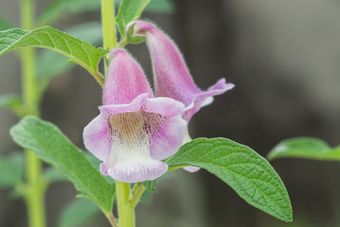 Sesam (Sesamum indicum) Sesam (Sesamum indicum)