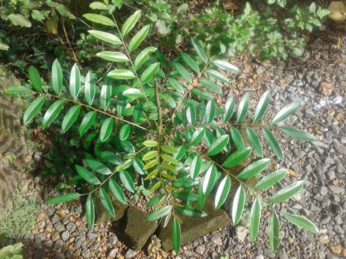 Simarouba (Simarouba amara) Simarouba (Simarouba amara)