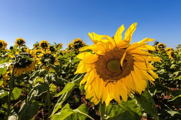 Sonnenblume (Helianthus annuus) Sonnenblume (Helianthus annuus)