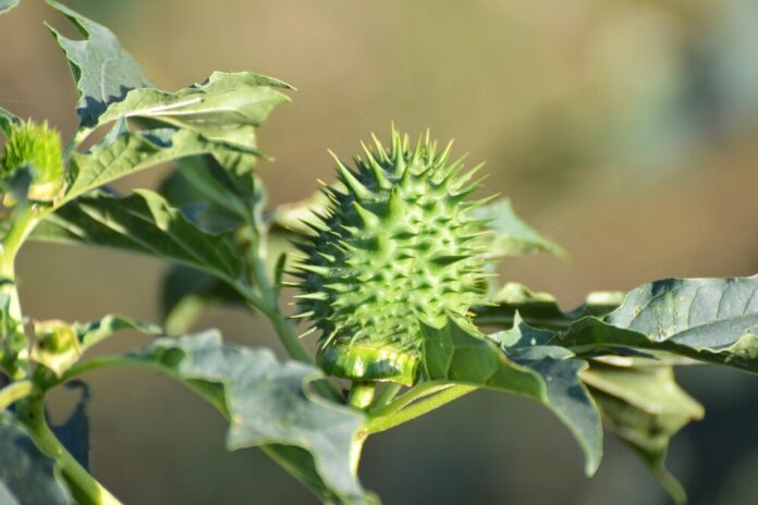 Stechapfel (Datura stramonium)