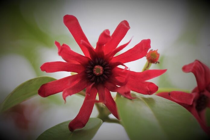 Sternanis (Illicium verum) Sternanis (Illicium verum)