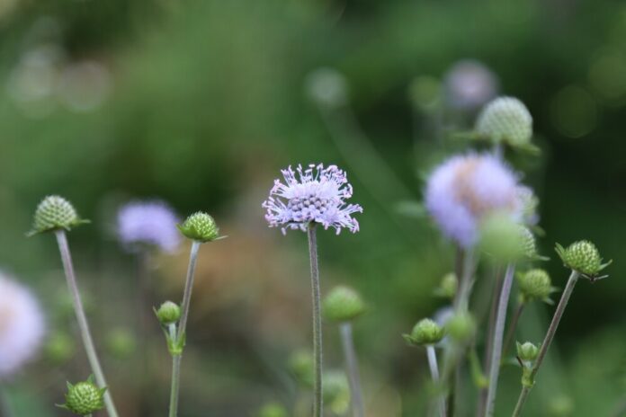Teufelsabbiss (Succisa pratensis) Teufelsabbiss (Succisa pratensis)