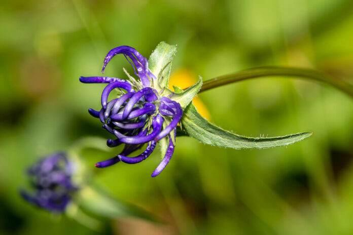 Teufelskralle (Harpagophytum procumbens)