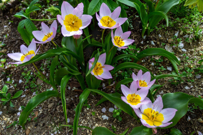 Tulpe (Tulipa gesneriana) Tulpe (Tulipa gesneriana)