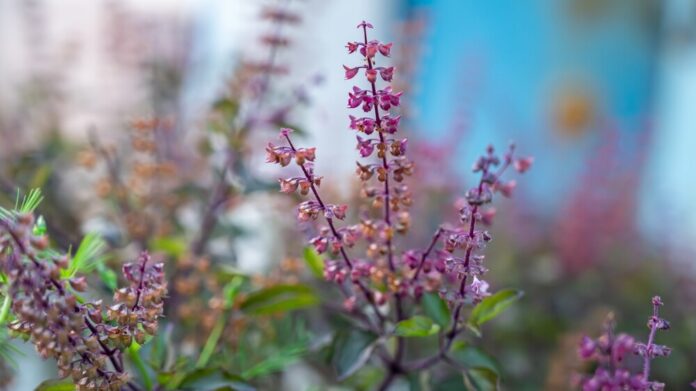 Tulsi-Basilikum (Ocimum tenuiflorum) Tulsi-Basilikum (Ocimum tenuiflorum)