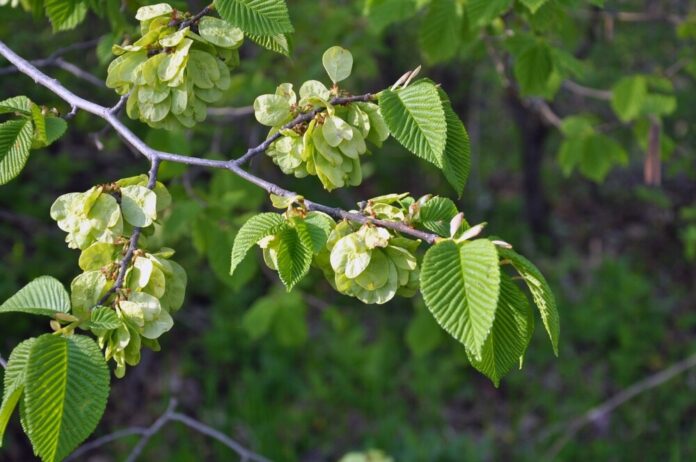 Ulme (Ulmus) Ulme (Ulmus)