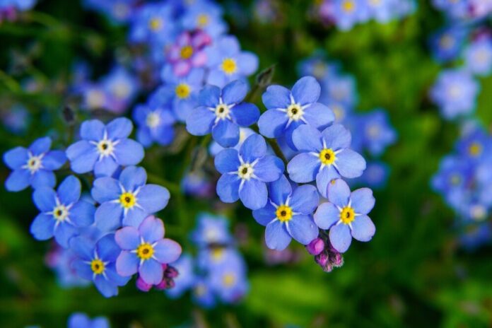Vergissmeinnicht (Myosotis)