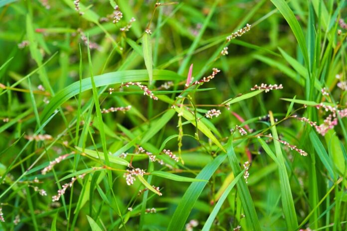 Entzündungshemmend und schmerzlindernd: Die Heilkraft des Wasserpfeffers (Persicaria hydropiper) Entzündungshemmend und schmerzlindernd: Die Heilkraft des Wasserpfeffers (Persicaria hydropiper)