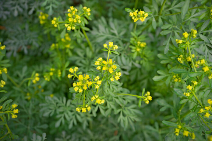 Weinraute (Ruta graveolens)