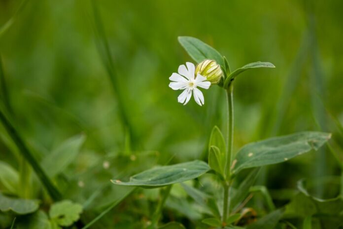 Weiße Lichtnelke (Silene latifolia) Weiße Lichtnelke (Silene latifolia)