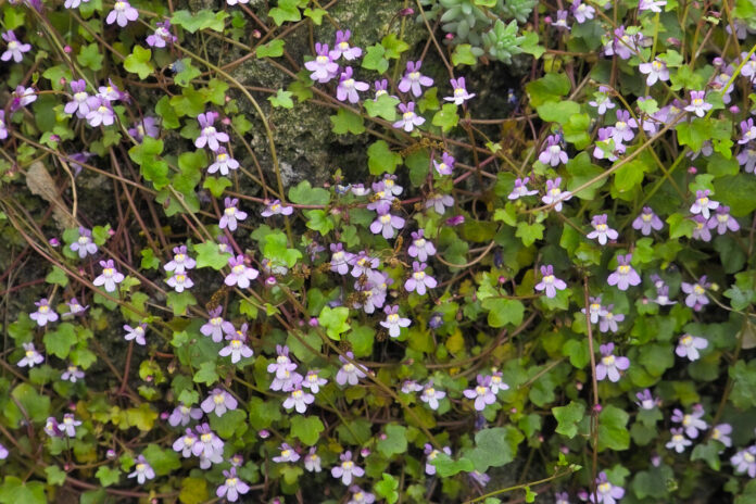 Zimbelkraut (Lycopodium clavatum)