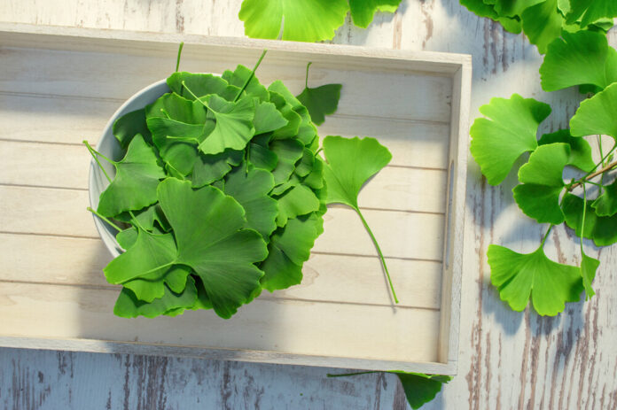 Die Heilkraft von Ginkgo Biloba Naturmedizin im Fokus