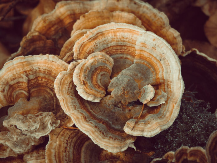 Die geheimen Gesundheitsvorteile des Coriolus Mehr als nur ein Vitalpilz Die geheimen Gesundheitsvorteile des Coriolus Mehr als nur ein Vitalpilz