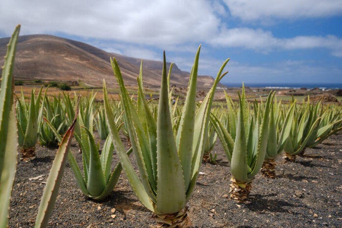 Was ist Aloe Vera Was ist Aloe Vera