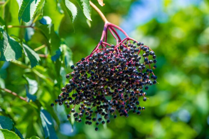 Holunder Antioxidantien gegen freie Radikale – Stärkung für Ihr Immunsystem