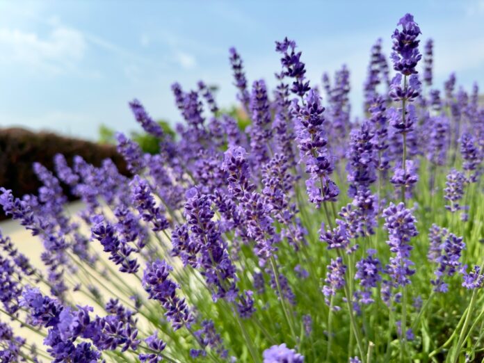 Lavendel Die natürliche Hilfe für Entspannung und Heilung – Alles, was Sie wissen müssen Lavendel Die natürliche Hilfe für Entspannung und Heilung – Alles, was Sie wissen müssen
