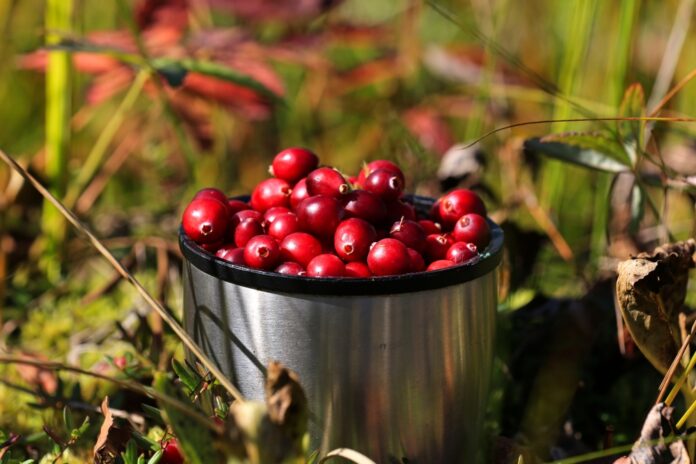 Cranberry Cranberry
