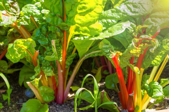 Rhabarber Colorful,Rhubarb,Plants,On,High,Vegetables,Bed.,Rheum,Rhabarbarum. Rhabarber