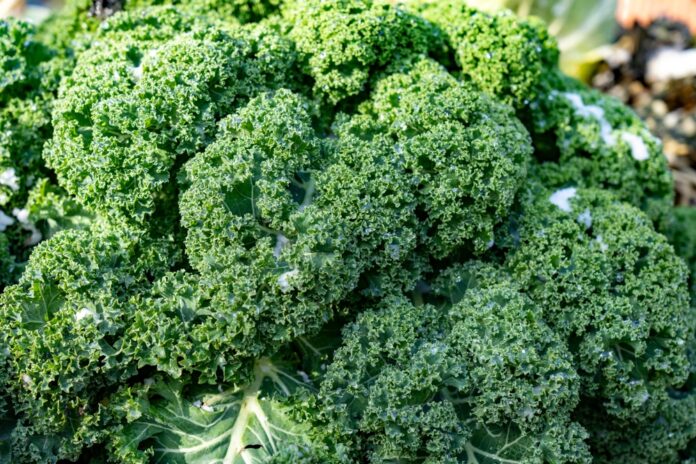 Grünkohl Das Superfood für Gesundheit und Wohlbefinden – Inhaltsstoffe, Tipps & mehr Grünkohl Das Superfood für Gesundheit und Wohlbefinden – Inhaltsstoffe, Tipps & mehr