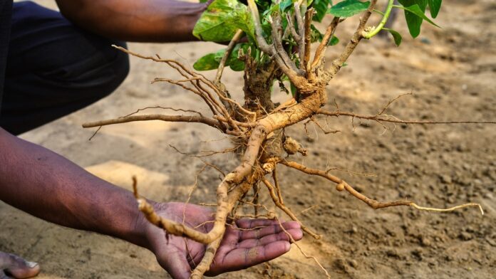 Ratgeber Ashwagandha – Entdecken Sie die Wirkung, Anwendung & mögliche Nebenwirkungen